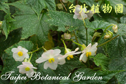 白斑水鴨腳，花與葉的圖片