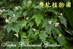 白斑水鴨腳，花與葉的圖片(較遠距離拍攝)