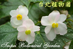 白斑水鴨腳，花與葉的圖片(葉上沾有水珠)