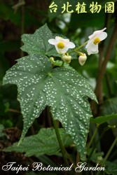 白斑水鴨腳，花與葉的圖片(葉上佈滿是水珠)