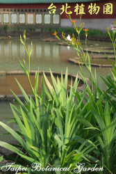 射干，葉子的圖片