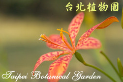 射干，花朵的圖片