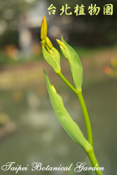 射干，葉子的圖片