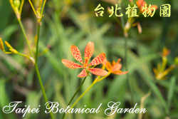 射干，花朵的圖片