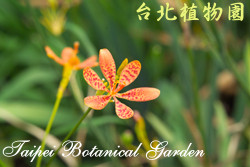 射干，花朵的圖片