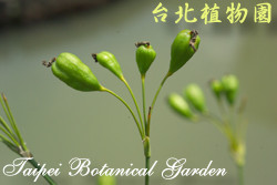 射干，果實的圖片