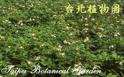 大花咸豐草，一整片花朵與葉子的圖片