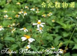 大花咸豐草，花朵的圖片