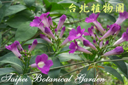 蒜香藤，花朵的圖片