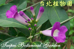 蒜香藤，花朵的圖片