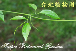 蒜香藤，花苞的圖片