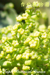 茄苳，果實的圖片