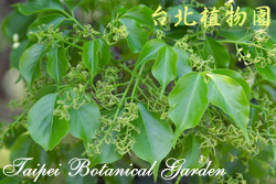 茄苳，葉子的圖片