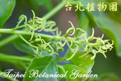 茄苳，莖的圖片