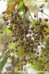 茄苳，一串果實的圖片