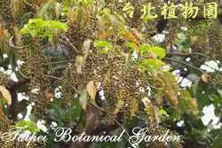 茄苳，一片果實與葉的圖片