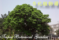 茄苳，樹的圖片