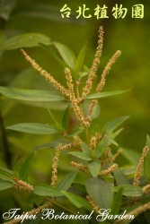密花苧麻，花朵的圖片