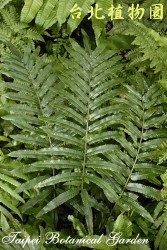 細葉實蕨，葉子的圖片