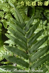 細葉實蕨，葉子的圖片