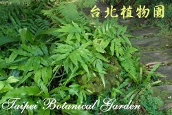 尾葉實蕨，整株的圖片