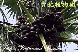 扇棕櫚，果實的圖片