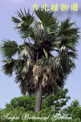 扇棕櫚，樹的圖片