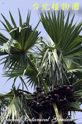 扇棕櫚，果實與葉子的圖片