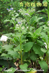 琉璃苣，葉子的圖片