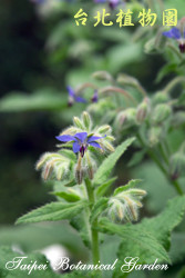琉璃苣，花朵與葉的圖片