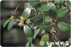 黃楊，花朵與葉的圖片