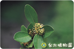 黃楊，花朵與葉的圖片