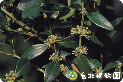 黃楊，花朵與葉的圖片