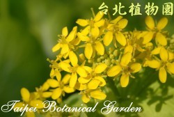 小白菜，花朵的圖片