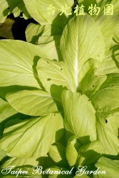 小白菜，葉子的圖片