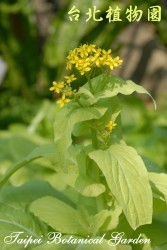 小白菜，花朵與葉的圖片