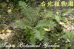 蘇鐵蕨，整株的圖片(由上而下拍攝)