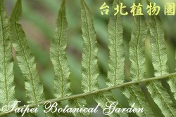 蘇鐵蕨，葉背面的圖片