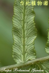 蘇鐵蕨，葉背面的圖片(可清楚看到葉脈)