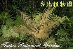 蘇鐵蕨，整株的圖片(葉略呈黃褐色)