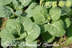 芥藍菜，葉子的圖片