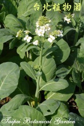 芥藍菜，花與葉的圖片