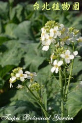 芥藍菜，花與葉的圖片