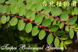 紅珠仔，葉子與果實的圖片