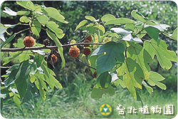 構樹，果實與葉的圖片