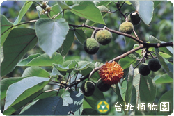 構樹，枝條上聚合果的圖片