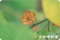 構樹，雌花的圖片