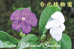 變色茉莉，花朵的圖片