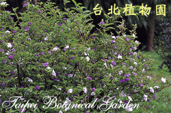 變色茉莉，樹的圖片