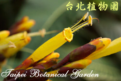 金葉木，花朵的圖片